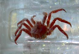 �������̉��i���Ȃ��݂̊C�̍K����j3