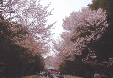 北海道神宮の桜1 北海道神宮の桜1