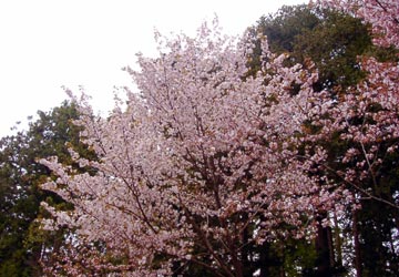 北海道神宮の桜2 北海道神宮の桜2