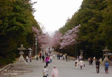 北海道神宮の桜3 北海道神宮の桜3