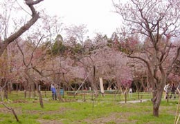 円山公園の桜2 円山公園の桜2