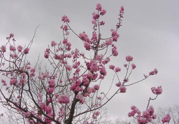 円山公園の桜3 円山公園の桜3