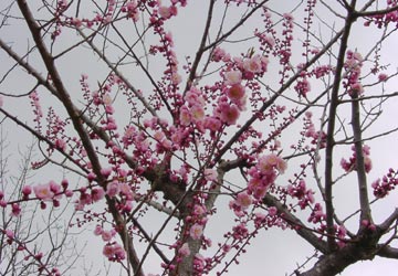 円山公園の桜4 円山公園の桜4