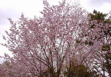 円山公園の桜5 円山公園の桜5
