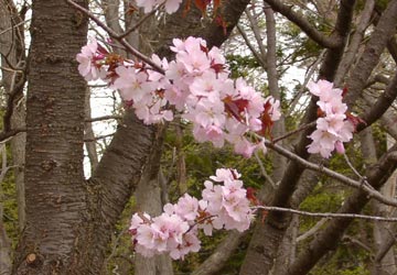 円山公園の桜6 円山公園の桜6