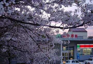 南小樽駅の桜1 南小樽駅の桜1