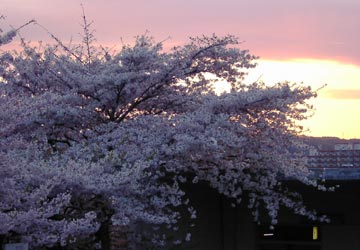 南小樽駅の桜2 南小樽駅の桜2