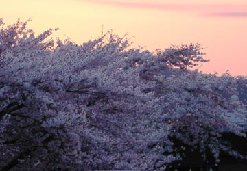 南小樽駅の桜3 南小樽駅の桜3