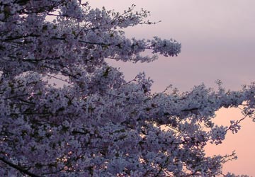 南小樽駅の桜4 南小樽駅の桜4