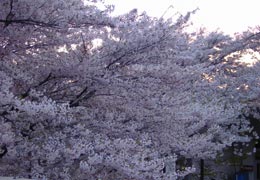 �쏬�M�w�̍�5