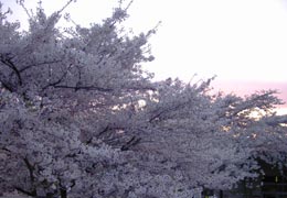 南小樽駅の桜6 南小樽駅の桜6