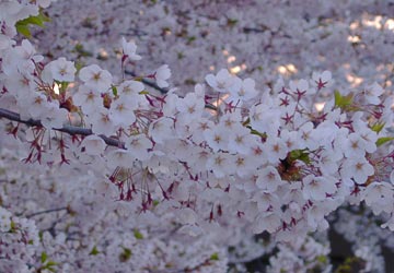 南小樽駅の桜7 南小樽駅の桜7