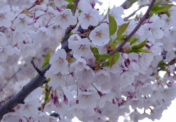 南小樽駅の桜8 南小樽駅の桜8