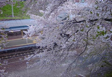 南小樽駅の桜9 南小樽駅の桜9