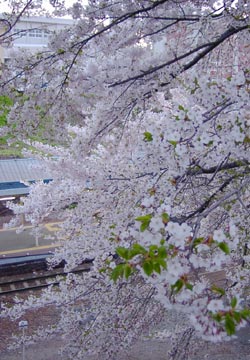 南小樽駅の桜10 南小樽駅の桜10