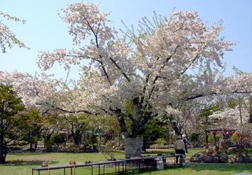 ���M�����쉷��E�G�y���̍�1�i����100�N�̍��̖؁j