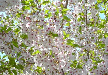 ���M�����쉷��E�G�y���̍�5