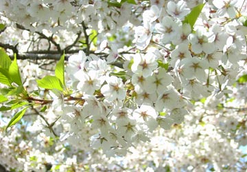 ���M�����쉷��E�G�y���̍�6