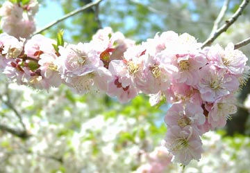 ���M�����쉷��E�G�y���̍�7