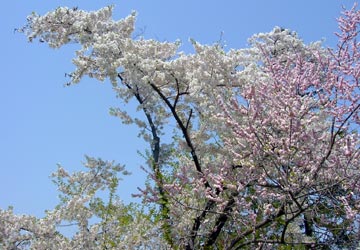 ���M�����쉷��E�G�y���̍�9