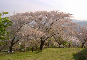 ��{�����̍�4