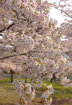 ��{�����̍�5