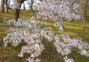 ��{�����̍�6