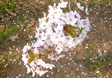 ��{�����̍�7