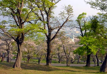 ��{�����̍�10