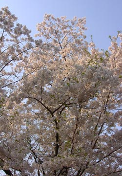 ���M�����̍�4