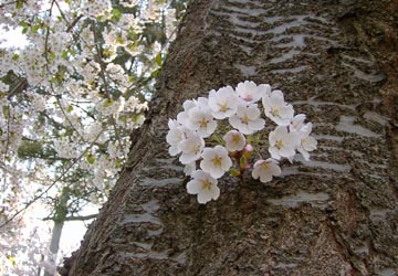 ���M�����̍�6