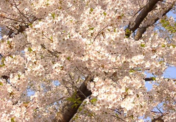 ���M�����̍�8