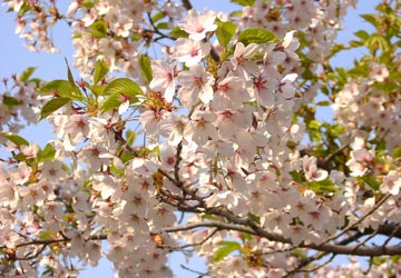 ���M�����̍�9