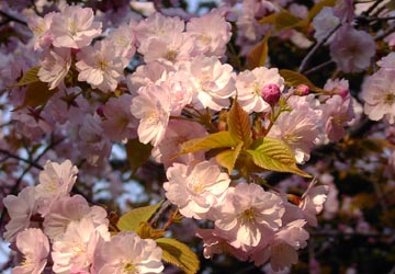 ���M�����̍�10