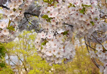 ���M�����̍�11