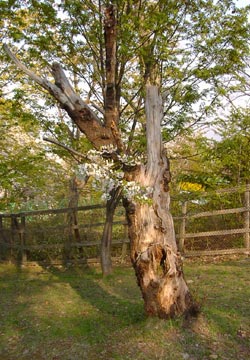 ���M�����̍�12