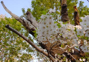 ���M�����̍�13