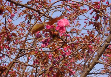 ���M�����̍�15