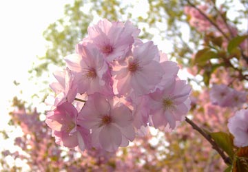 ���M�����̍�16