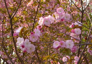 ���M�����̍�17