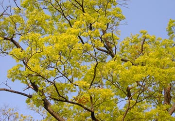 ���M�����̍�18