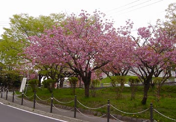 ���M�����|����̍�1