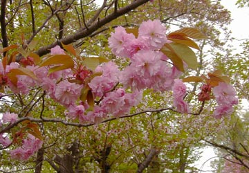 ���M�����|����̍�9