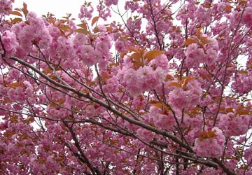 ���M�����|����̍�11