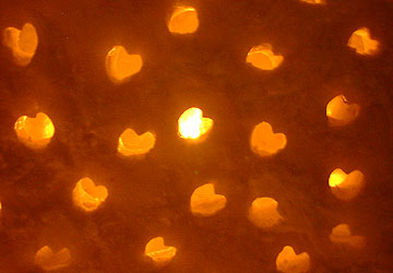 �^�͉��i����1�j19