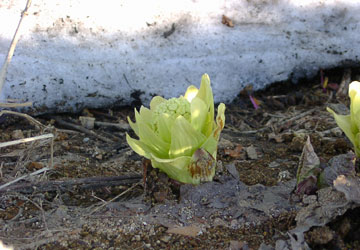北海道のふきのとう1 北海道のふきのとう1
