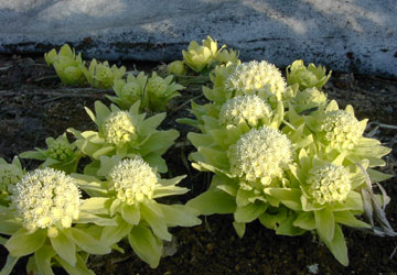 北海道のふきのとう2 北海道のふきのとう2