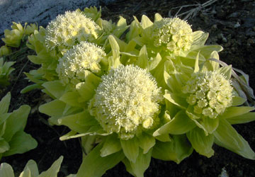 北海道のふきのとう3 北海道のふきのとう3