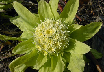 北海道のふきのとう4 北海道のふきのとう4