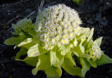 北海道のふきのとう5 北海道のふきのとう5